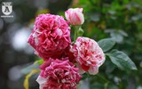 Ngắm hoa hồng bonsai trị giá cả trăm triệu đồng khoe sắc